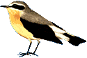 Wheatear