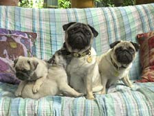 Pugs