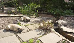 Three Pugs