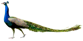 Peacock
